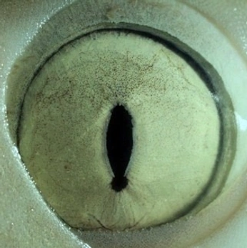 A cover of "metanoia" cluster. The owner is fragmente. The cluster consists of 74 elements.