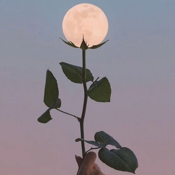 A cover of "god's favorite princess" cluster. The owner is alphecca. The cluster consists of 43 elements.