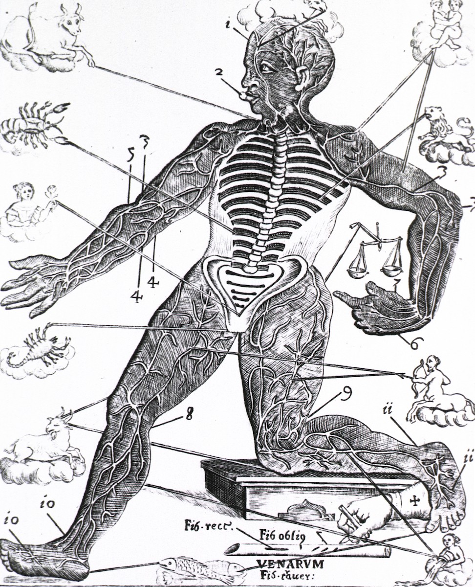 The vein man or Homo venorum as illustrated by Daniel Ricco, ca. 1690
