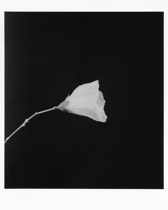 A cover of "My Darkroom Prints" cluster. The owner is keiyw. The cluster consists of 5 elements.