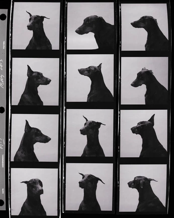 A cover of "Porsche Doberman" cluster. The owner is irivision. The cluster consists of 11 elements.