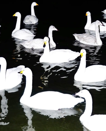 A cover of "animals" cluster. The owner is livadora. The cluster consists of 2 elements.