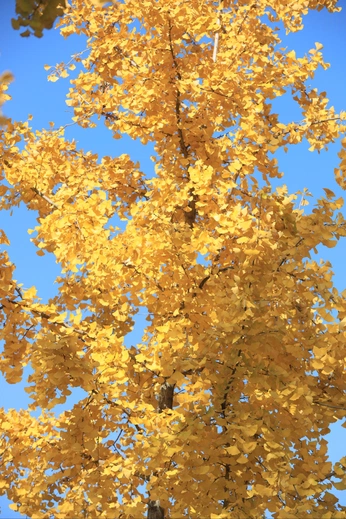 A cover of "Yellow Tree Painting" cluster. The owner is erisambrosia. The cluster consists of 15 elements.