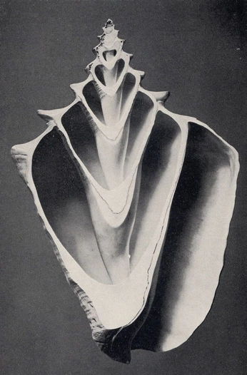 A cover of "digital.altar" cluster. The owner is michaelakelso. The cluster consists of 2 elements.