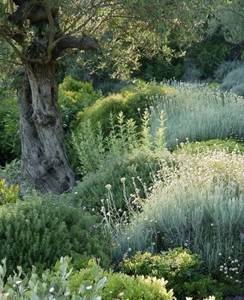 A cover of "Finca altozano" cluster. The owner is alecuentas. The cluster consists of 12 elements.