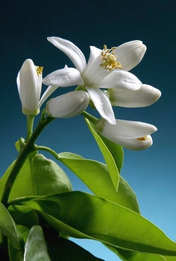 A cover of "elements" cluster. The owner is jzinmood. The cluster consists of 24 elements.