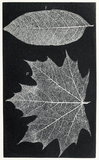 A cover of "Leaf" cluster. The owner is kara.m0102. The cluster consists of 2 elements.