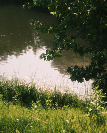 A cover of "swamp" cluster. The owner is aidaaasc. The cluster consists of 75 elements.