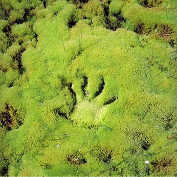 A cover of "MOSS" cluster. The owner is drexy. The cluster consists of 86 elements.