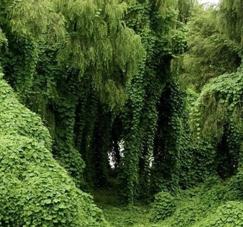 A cover of "scene" cluster. The owner is theaether. The cluster consists of 9 elements.