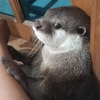 A cover of "NUTRI" cluster. The owner is delvalle. The cluster consists of 45 elements.