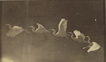 A cover of "Photography" cluster. The owner is alicat. The cluster consists of 2 elements.