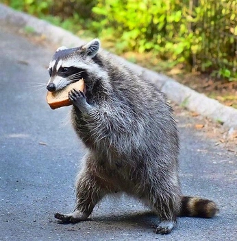 A cover of "Racon" cluster. The owner is sammytheraccoon. The cluster consists of 56 elements.