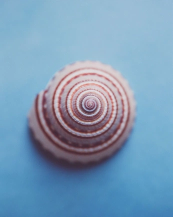 A cover of "Shells" cluster. The owner is more.venus. The cluster consists of 12 elements.