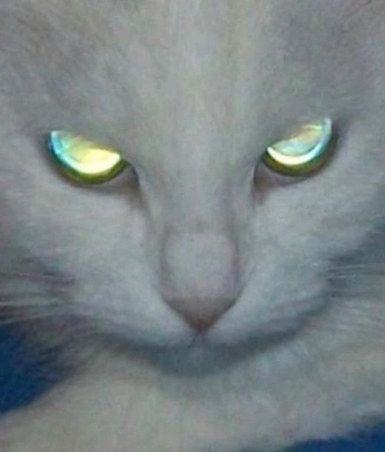 A cover of "feline" cluster. The owner is canid. The cluster consists of 13 elements.