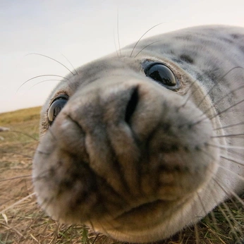 A cover of "animals" cluster. The owner is spookysushi. The cluster description is "🐷🐰🦈🪿". The cluster consists of 77 elements.
