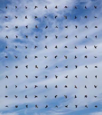 A cover of "birds" cluster. The owner is kclydiaa. The cluster consists of 84 elements.