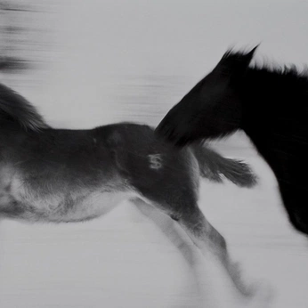 A cover of "Black" cluster. The owner is sundownatelier. The cluster consists of 9 elements.