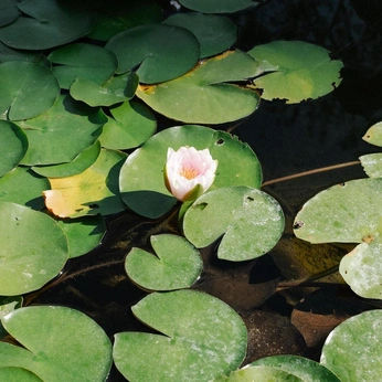 A cover of "earth" cluster. The owner is rosyd. The cluster consists of 17 elements.