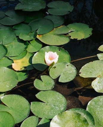 A cover of "nature" cluster. The owner is snailmonster. The cluster consists of 6 elements.