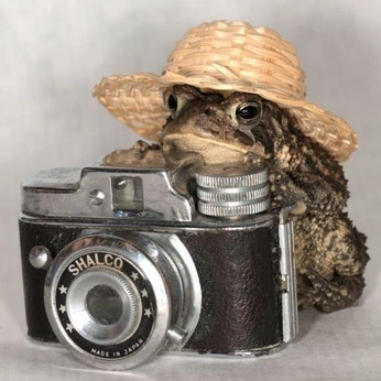 A cover of "frogs" cluster. The owner is pickypatty. The cluster consists of 169 elements.