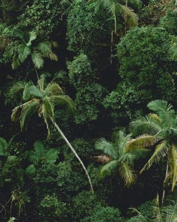 A cover of "Green lush" cluster. The owner is knowtoglow. The cluster consists of 3 elements.