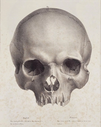 A cover of "Skuls" cluster. The owner is dergai. The cluster consists of 1 element.