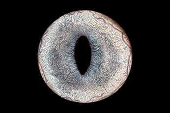 A cover of "Радужки Животных" cluster. The owner is irismoscow. The cluster consists of 4 elements.