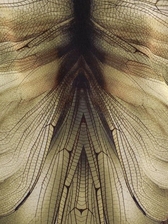 A cover of "void" cluster. The owner is theashmeadow. The cluster consists of 17 elements.