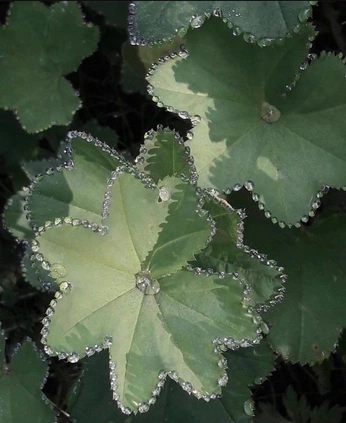 A cover of "Clover" cluster. The owner is satinpothos. The cluster consists of 52 elements.