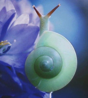 A cover of "snails 🐌" cluster. The owner is septembree. The cluster consists of 9 elements.