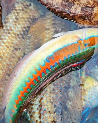 A cover of "fish" cluster. The owner is wolfrik. The cluster consists of 5 elements.