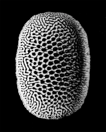 A cover of "El camino es una red" cluster. The owner is lmrojasolarte. The cluster consists of 5 elements.