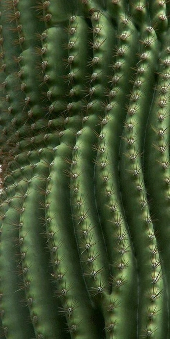 A cover of "Blissful Nebula" cluster. The owner is joeydaoud. The cluster consists of 4 elements.