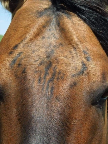 A cover of "compa" cluster. The owner is maurissajean. The cluster consists of 30 elements.