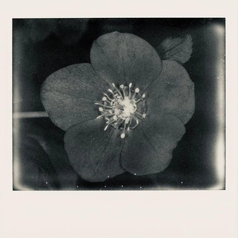 A cover of "Photography" cluster. The owner is colindancel. The cluster consists of 725 elements.