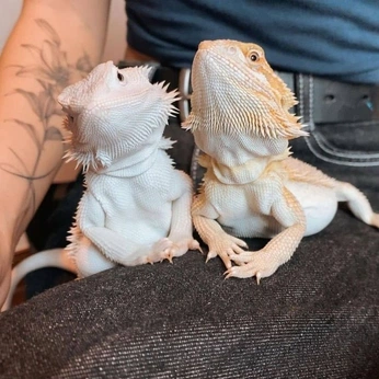 A cover of "🐲" cluster. The owner is nam0315. The cluster consists of 3 elements.