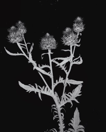 A cover of "Floral" cluster. The owner is ferretscanfly. The cluster consists of 2 elements.