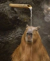 capybarasann's avatar
