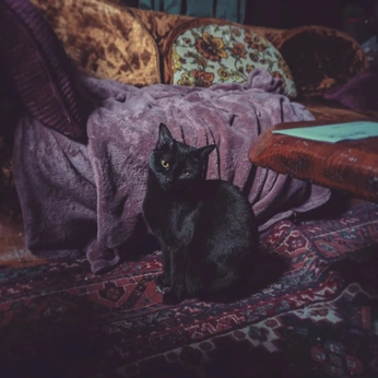 A cover of "whimsical ::" cluster. The owner is biancadjardins. The cluster consists of 29 elements.