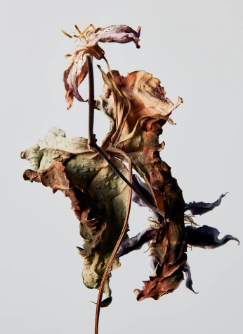 A cover of "Wild tobacco" cluster. The owner is mrincognito. The cluster consists of 62 elements.