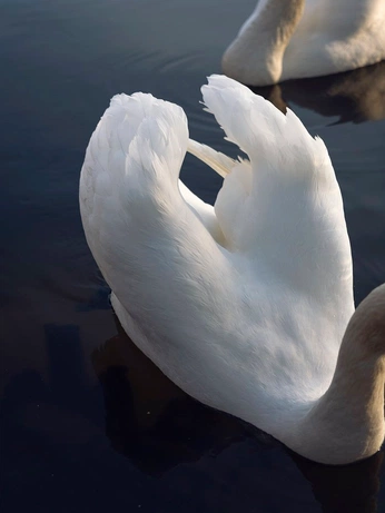 A cover of "Swan" cluster. The owner is artemissdgvh. The cluster consists of 11 elements.