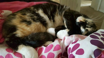 A cover of "my photos" cluster. The owner is jjcika. The cluster consists of 196 elements.