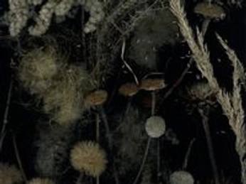 A cover of "References" cluster. The owner is phoe.thefoe. The cluster consists of 1007 elements.