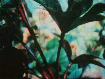 A cover of "Video" cluster. The owner is cosmiccat13. The cluster consists of 5 elements.