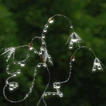 A cover of "NATURE" cluster. The owner is saiarivera. The cluster consists of 1 element.