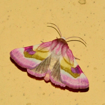 A cover of "MOTHS" cluster. The owner is g1a00. The cluster consists of 1 element.