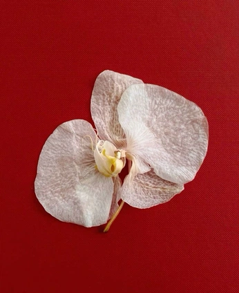 A cover of "100 images" cluster. The owner is nathymrin. The cluster consists of 61 elements.