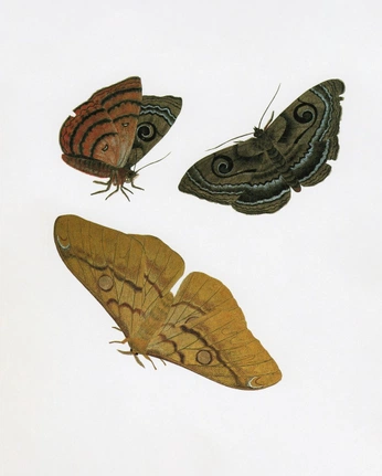 A cover of "Moth" cluster. The owner is merona. The cluster consists of 1 element.