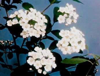 A cover of "in motion" cluster. The owner is liirey. The cluster consists of 4 elements.